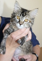 Kitten